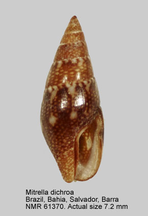 Mitrella dichroa.jpg - Mitrella dichroa(G.B.Sowerby,1844)